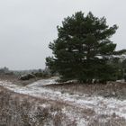 Im Schnee durch die Rehrhorfer Heide