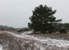 Im Schnee durch die Rehrhorfer Heide