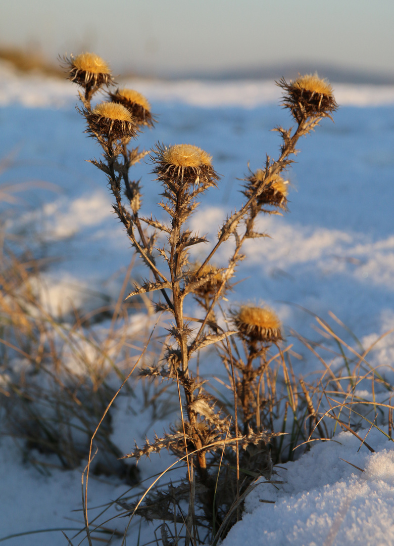 Im Schnee