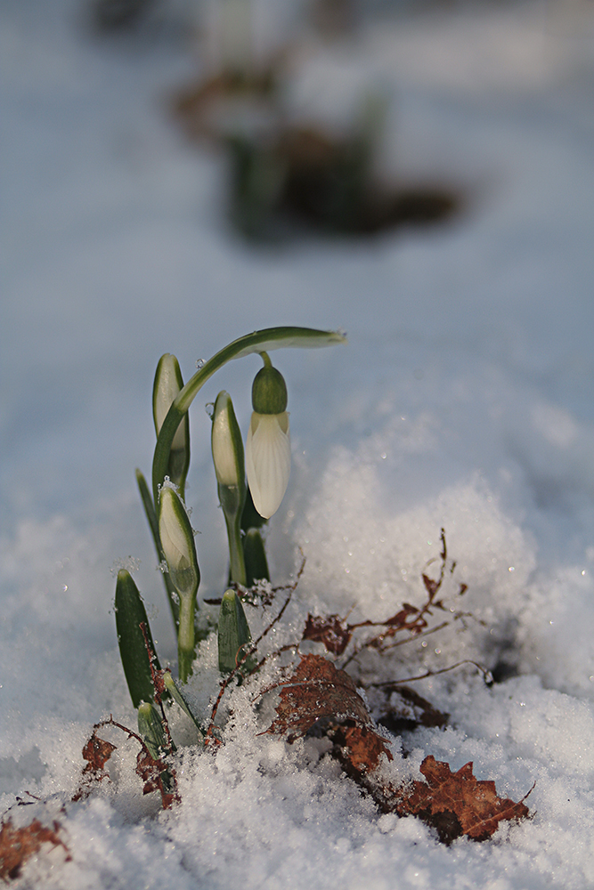 Im Schnee