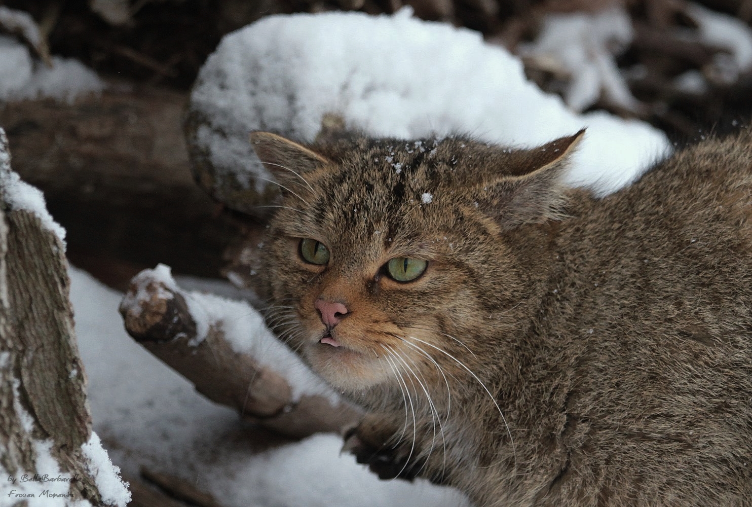 IM SCHNEE