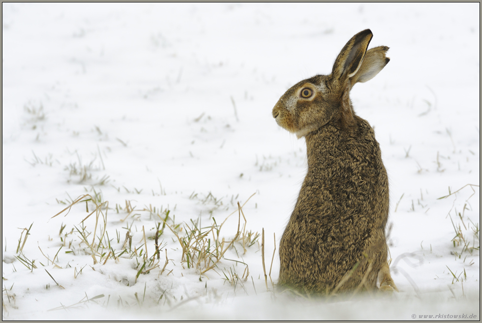 im Schnee... Feldhase *Lepus europaeus*