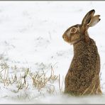 im Schnee... Feldhase *Lepus europaeus*