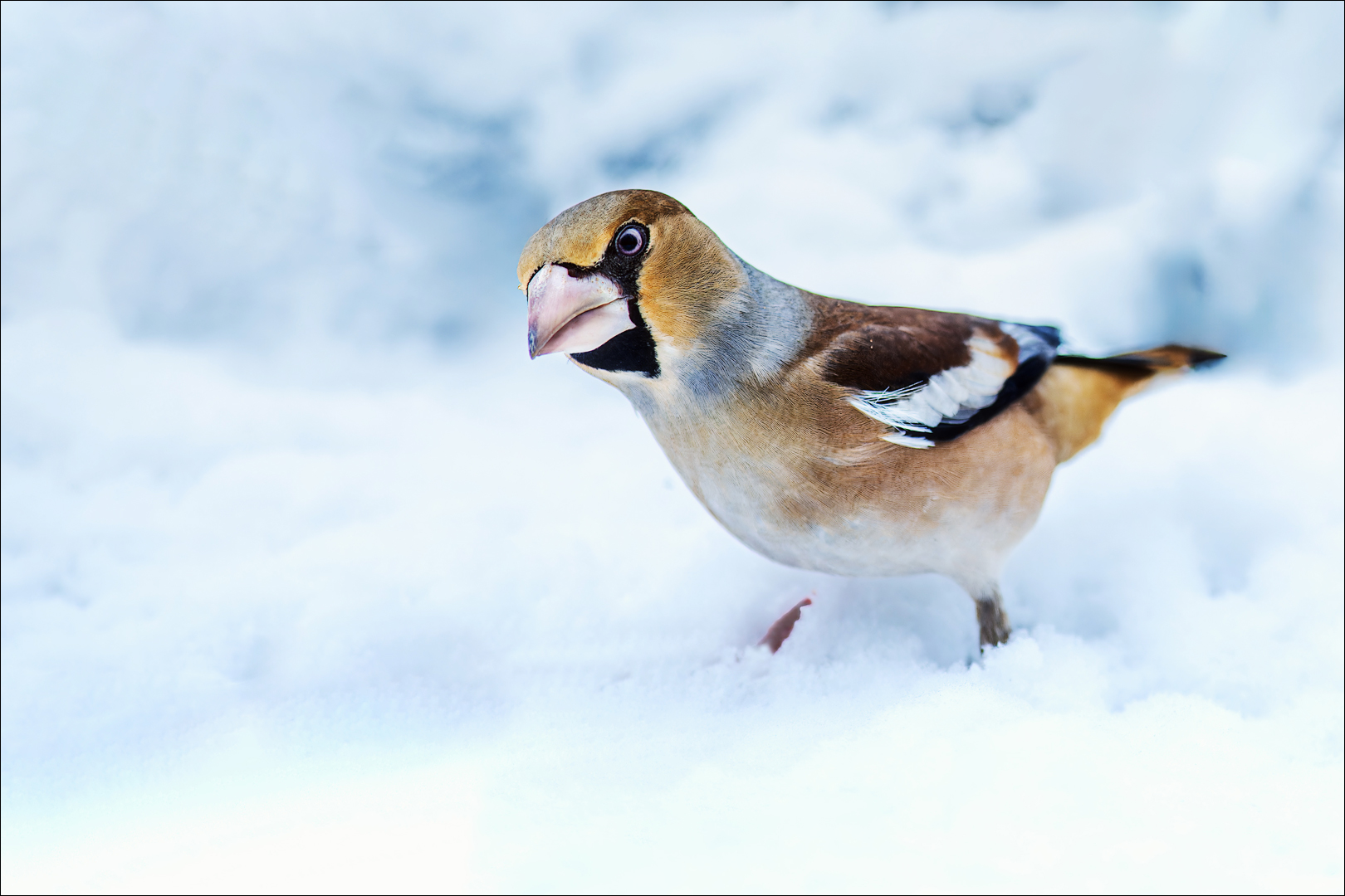 Im Schnee gefällt mir der Kernbeisser auch gut :-)