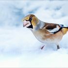 Im Schnee gefällt mir der Kernbeisser auch gut :-)