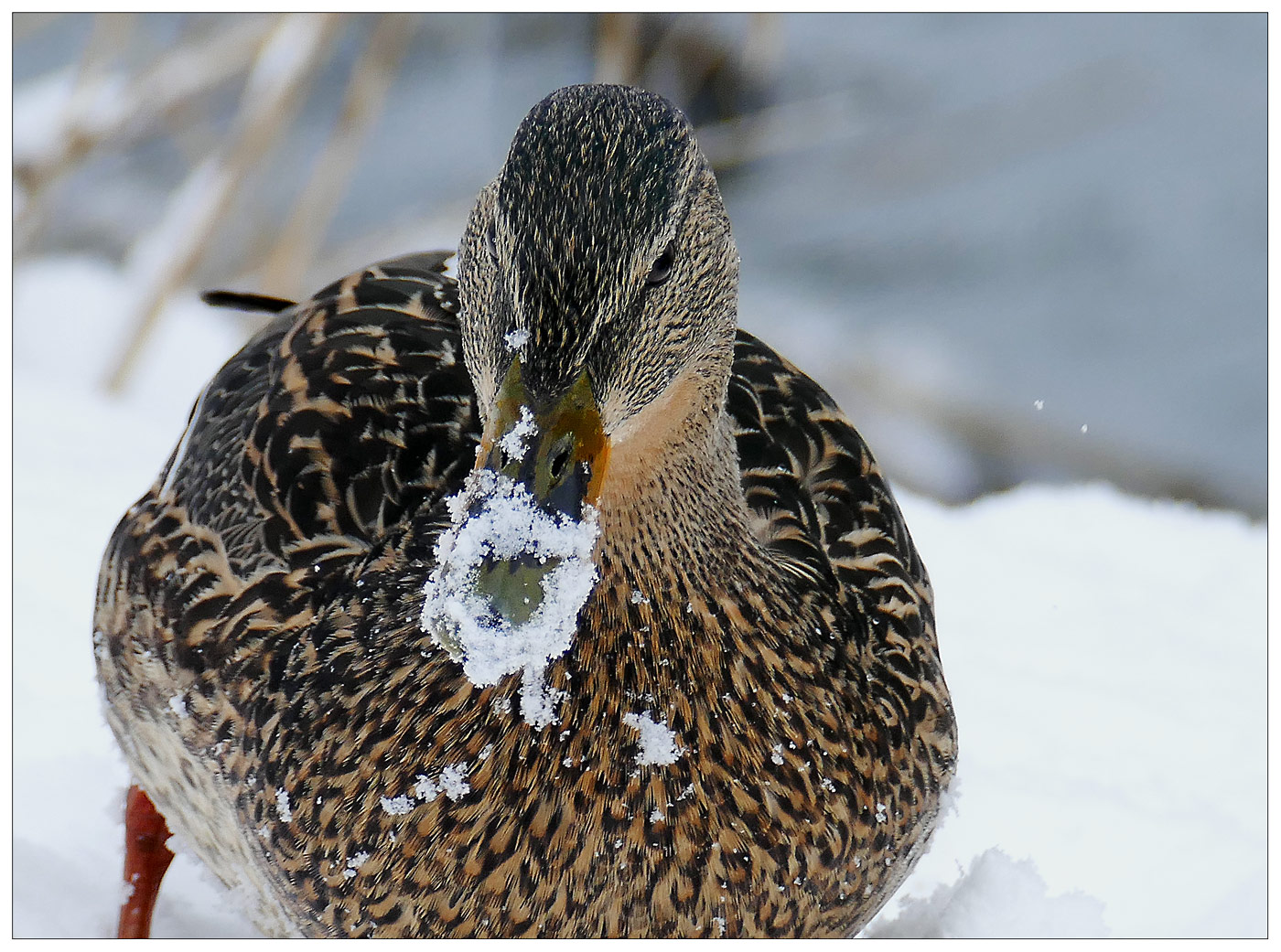 ...im schnee gesucht...