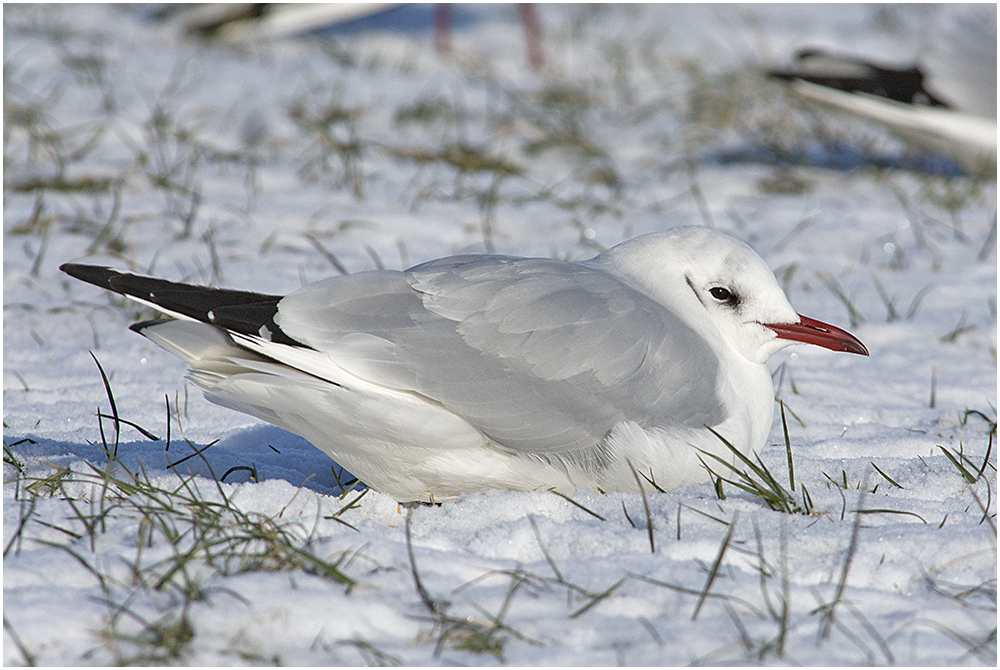 Im Schnee hatten sich die Lachmöwen . . .