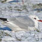 Im Schnee hatten sich die Lachmöwen . . .