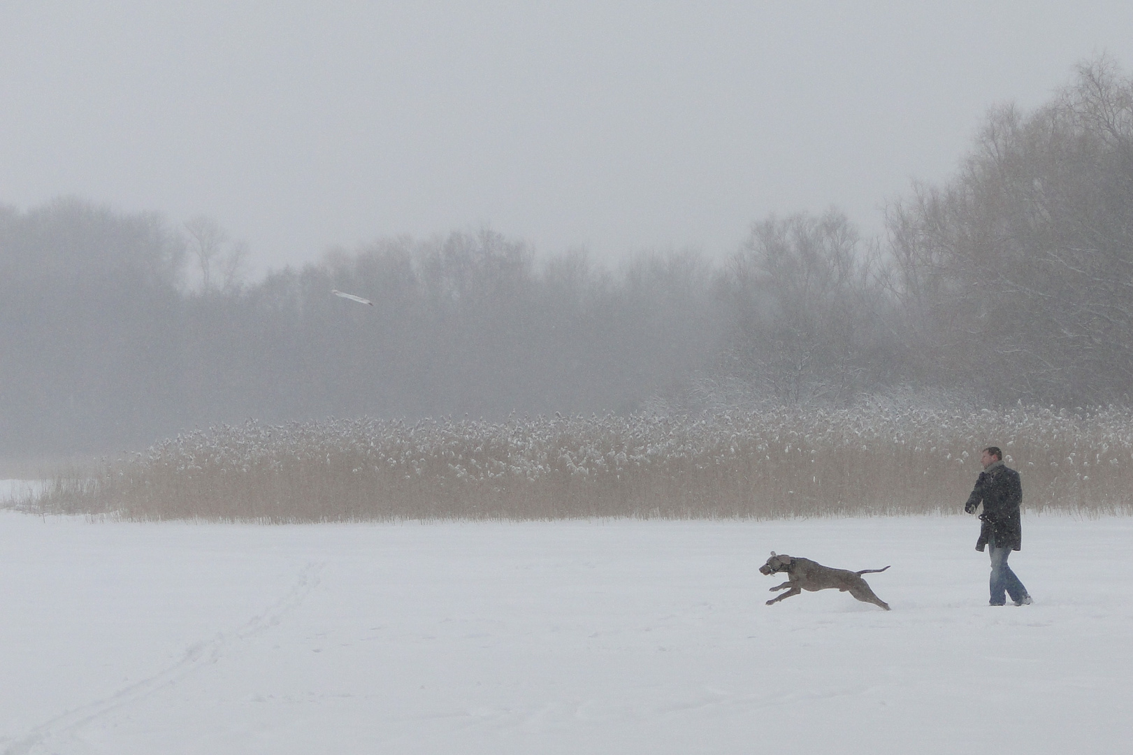 Im Schnee ist der Hund nicht so schnell ...