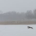 Im Schnee ist der Hund nicht so schnell ...