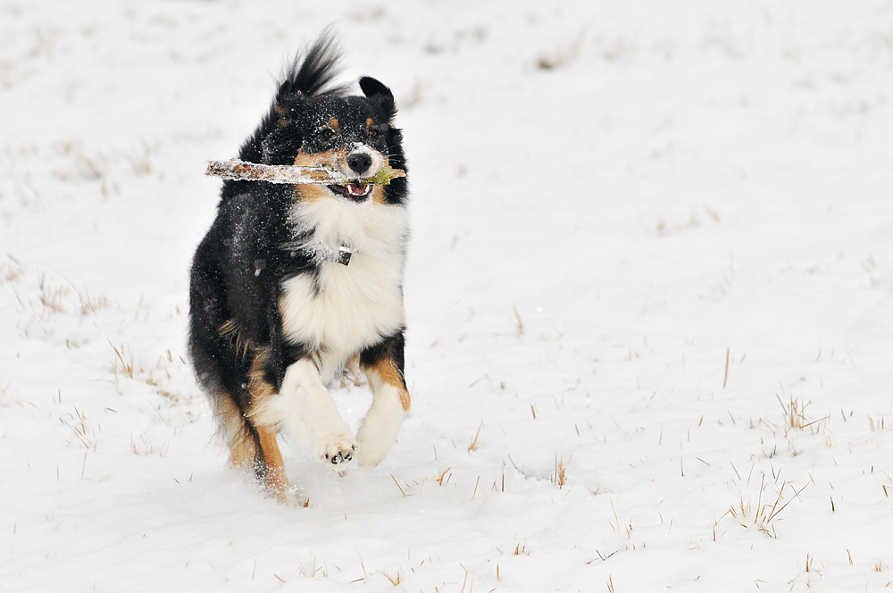 Im Schnee ist's am schönsten!