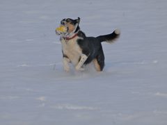 im Schnee rumtollen!