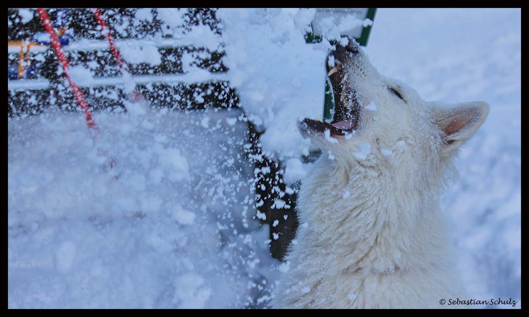 "im Schnee spielen mit dem Wolf"