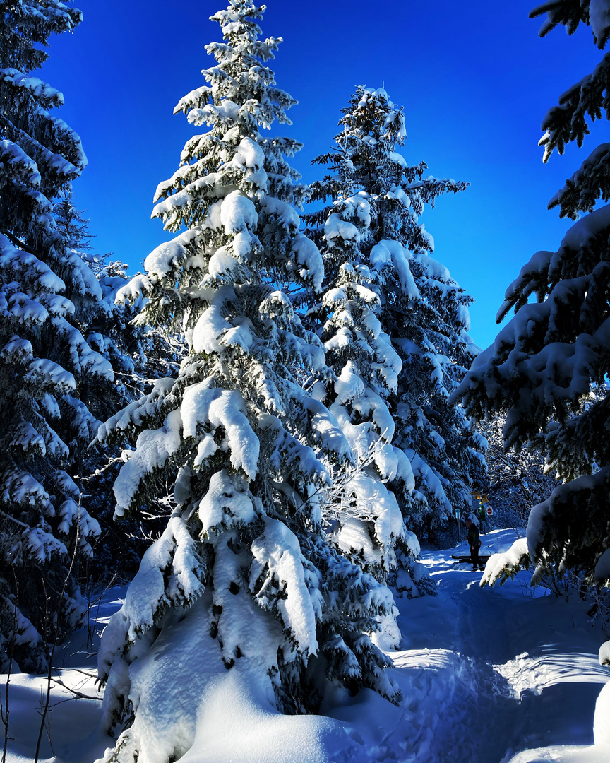 Im Schnee-Tannenwald