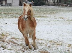 Im Schnee toben .....