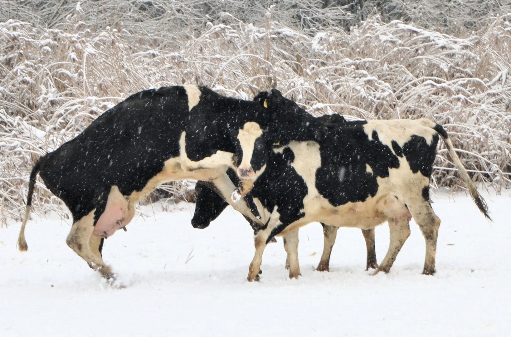 ***Im Schnee - treiben ......