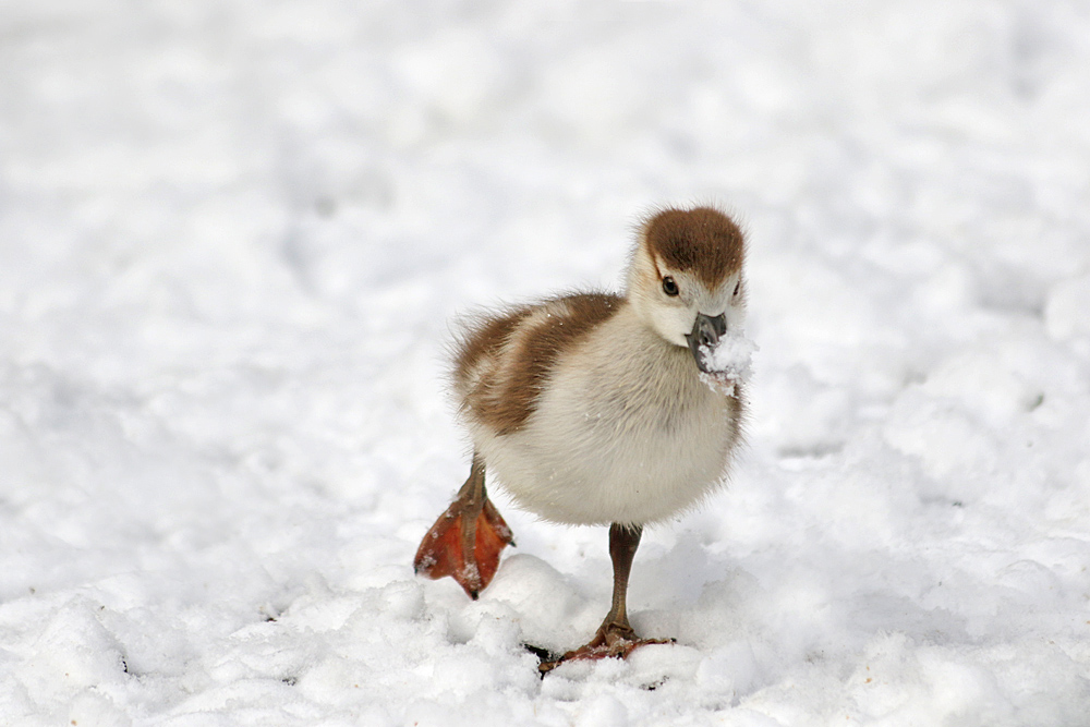 Im Schnee überleben...