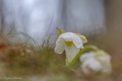 Im Schnee und in der Kälte ...