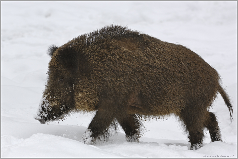 im Schnee... Wildschwein *Sus scrofa*