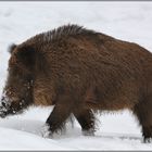 im Schnee... Wildschwein *Sus scrofa*