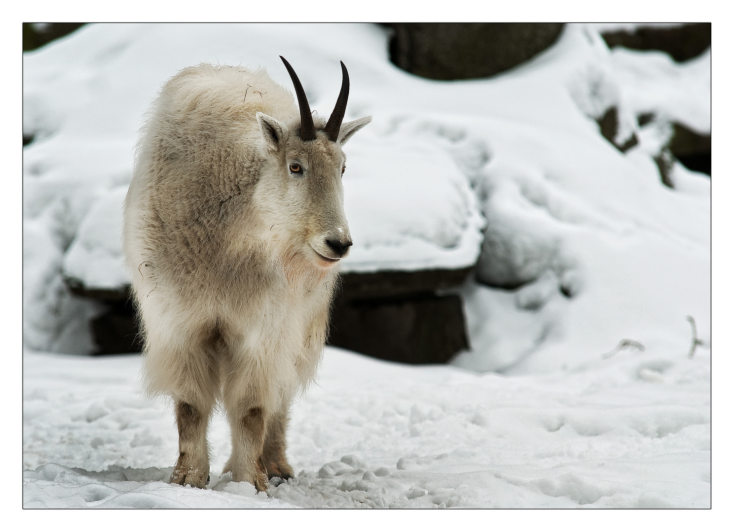 im Schnee Ziege