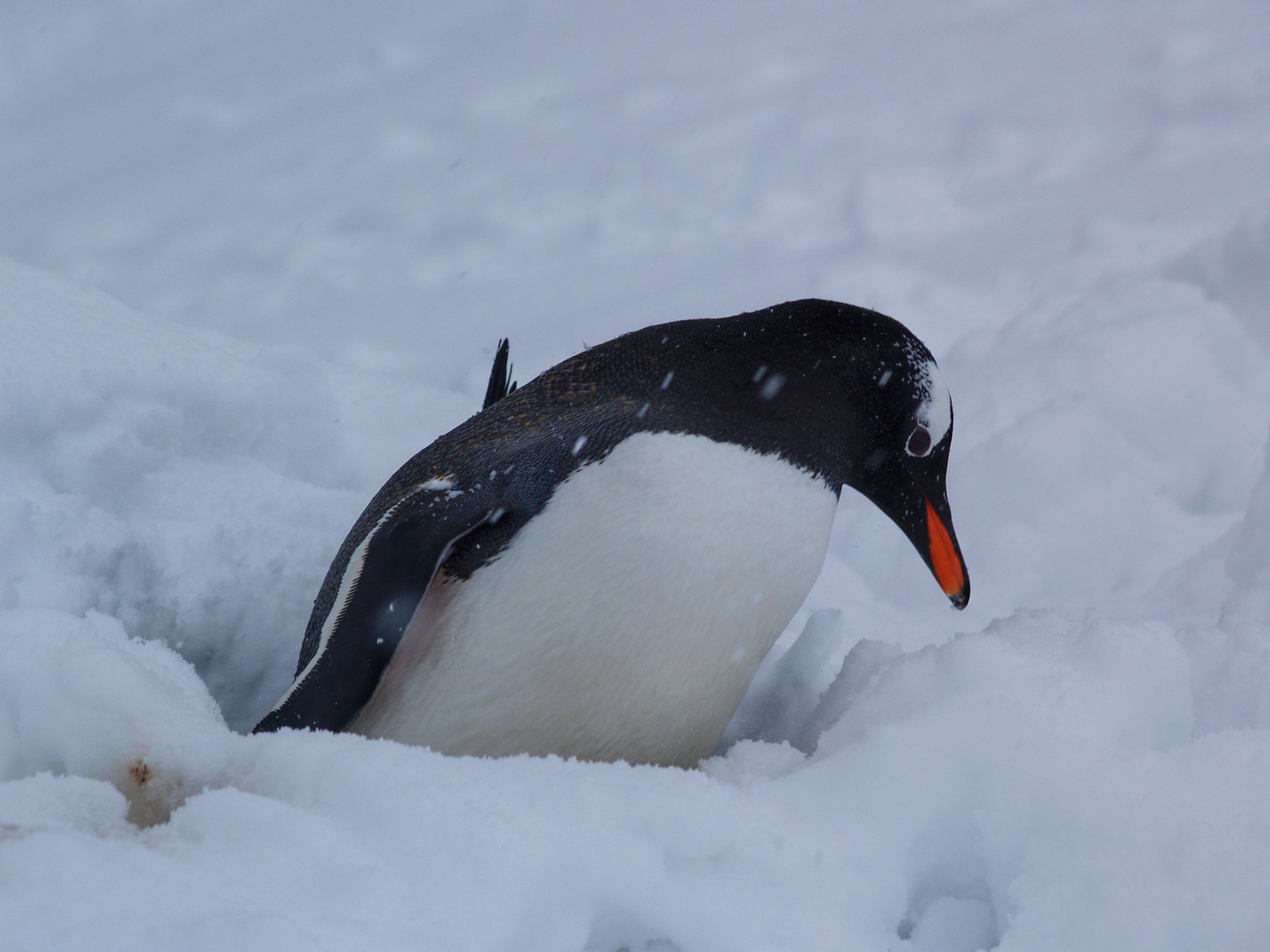 Im Schneebett