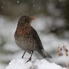 im Schneegestöber