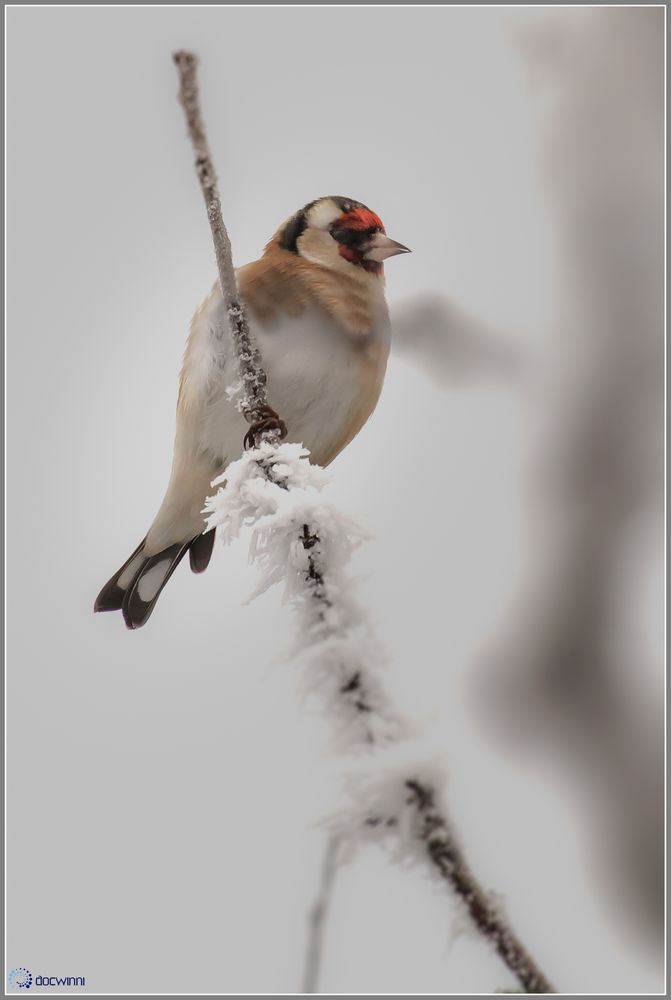 Im Schneegestöber