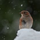 im Schneegestöber