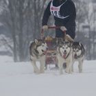 Im Schneegestöber