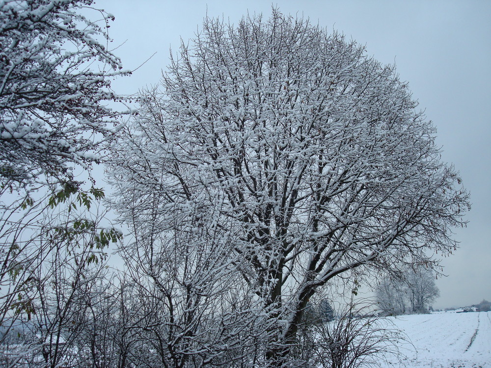 Im Schneekleid