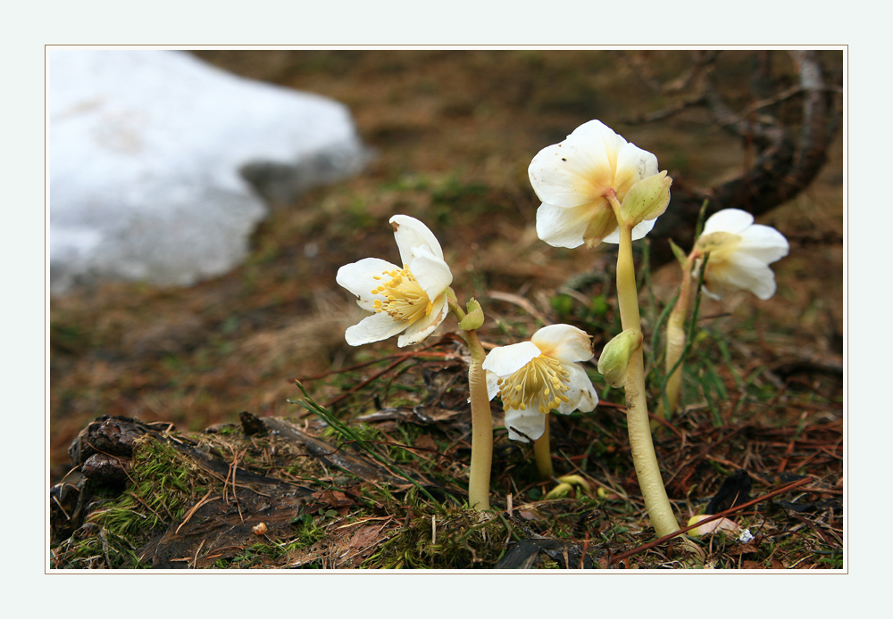 im Schneerosenland 2