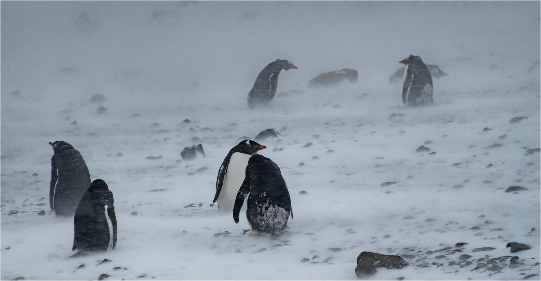 Im Schneesturm Foto & Bild tiere, wildlife, wild lebende vögel Bilder