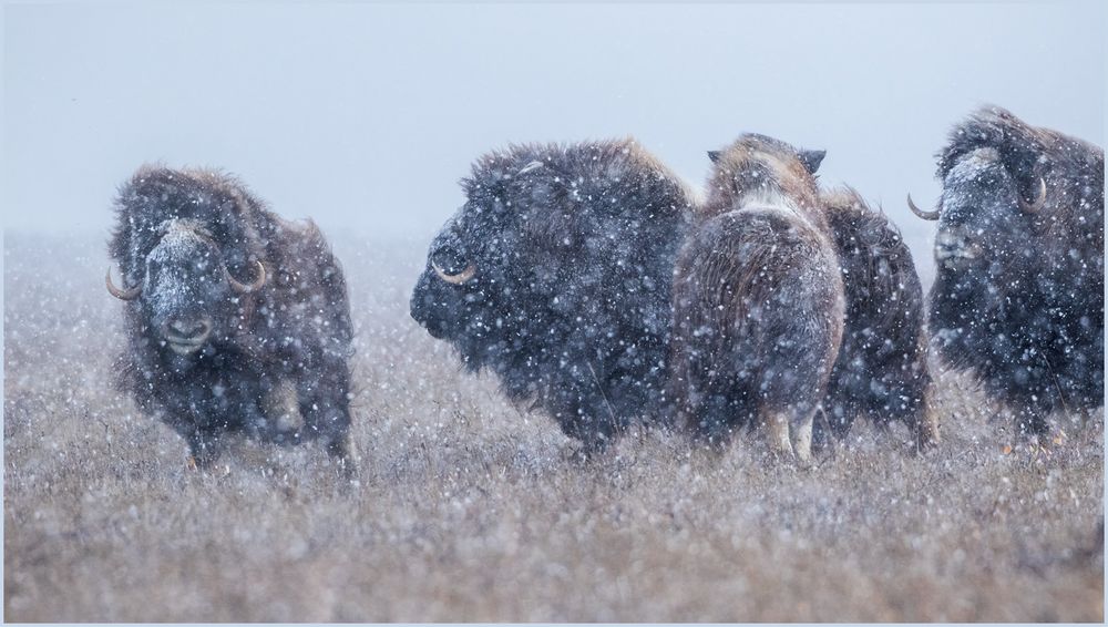 Im Schneesturm Foto & Bild arktis, schnee, natur Bilder auf