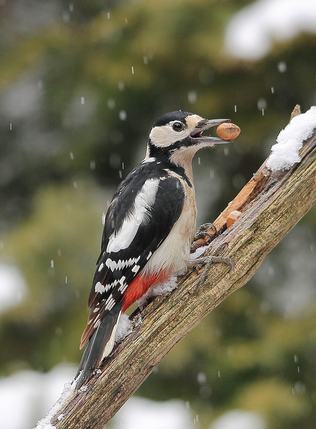 Im Schneetreiben