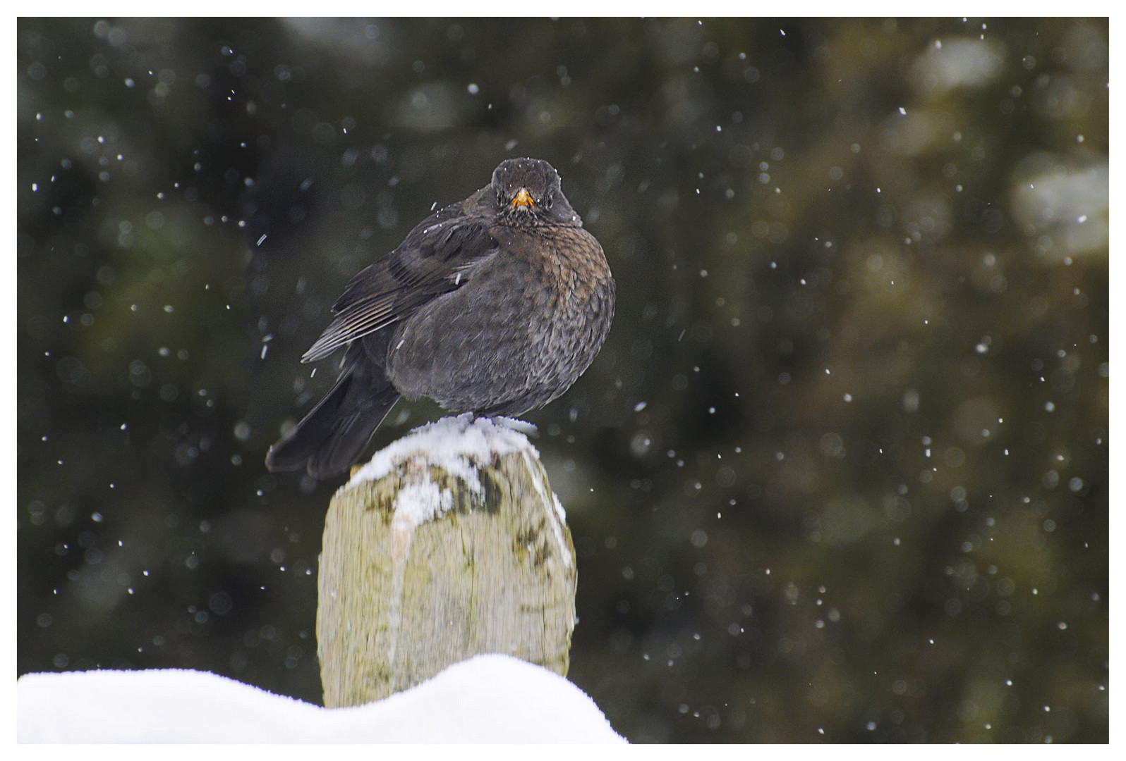 Im Schneetreiben