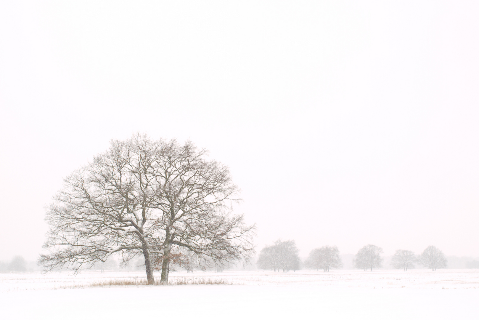 Im Schneetreiben