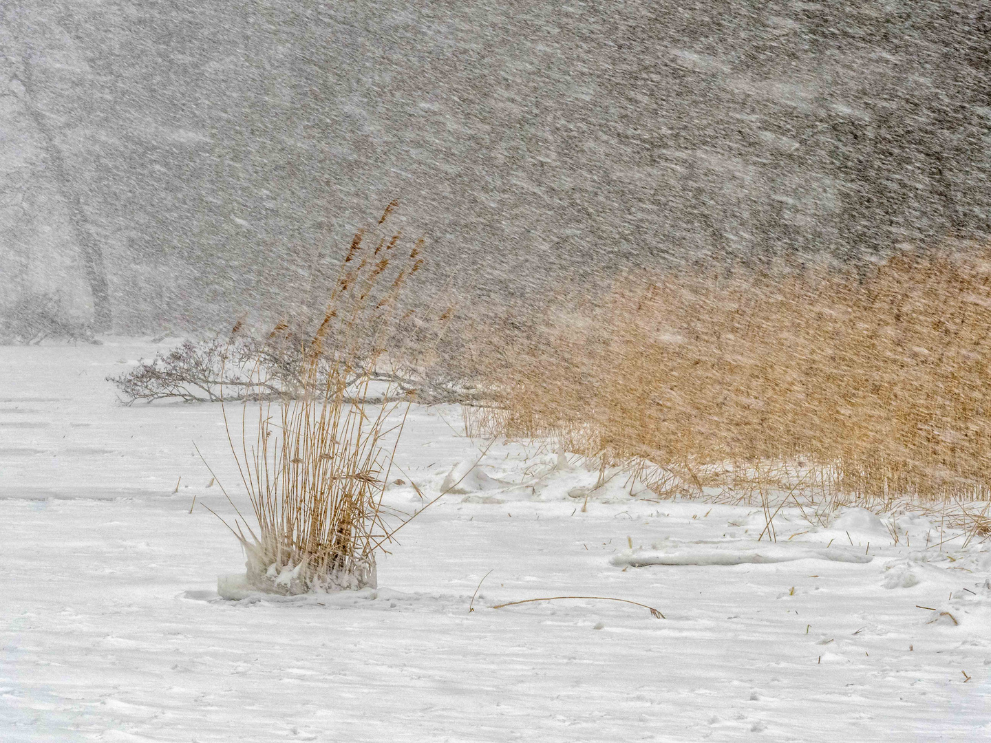 Im Schneetreiben2