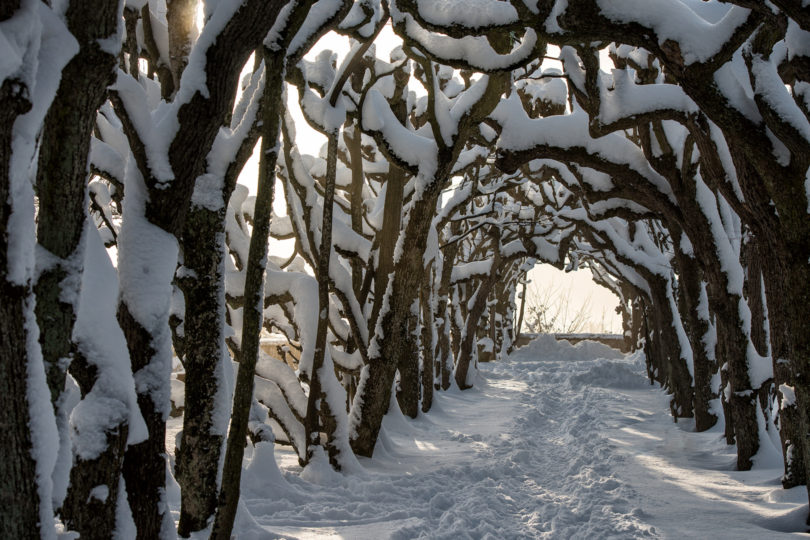 Im Schneetunel II