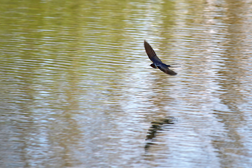 im schnellen Flug über die Wasseroberfläche