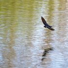 im schnellen Flug über die Wasseroberfläche