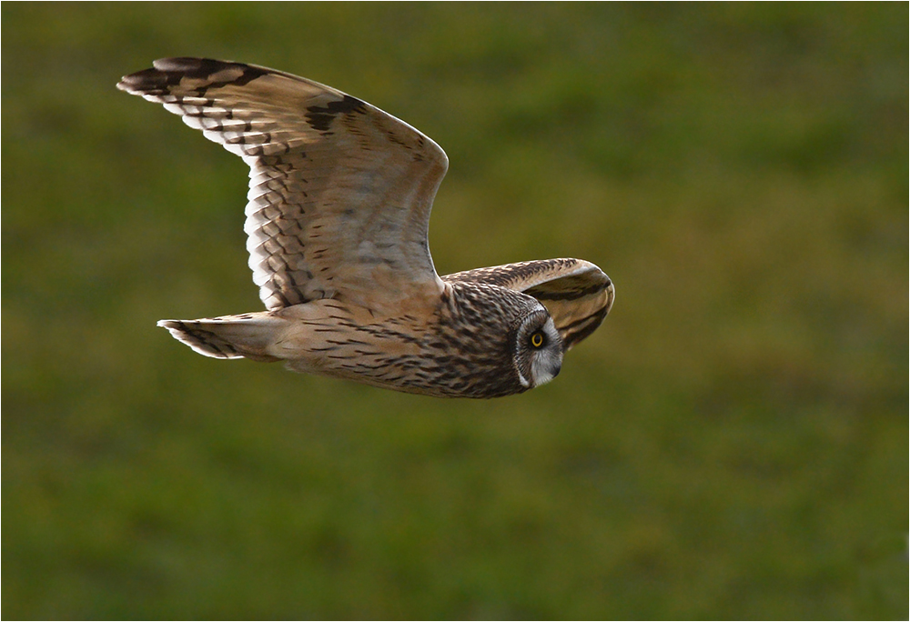 Im schnellen Suchflug