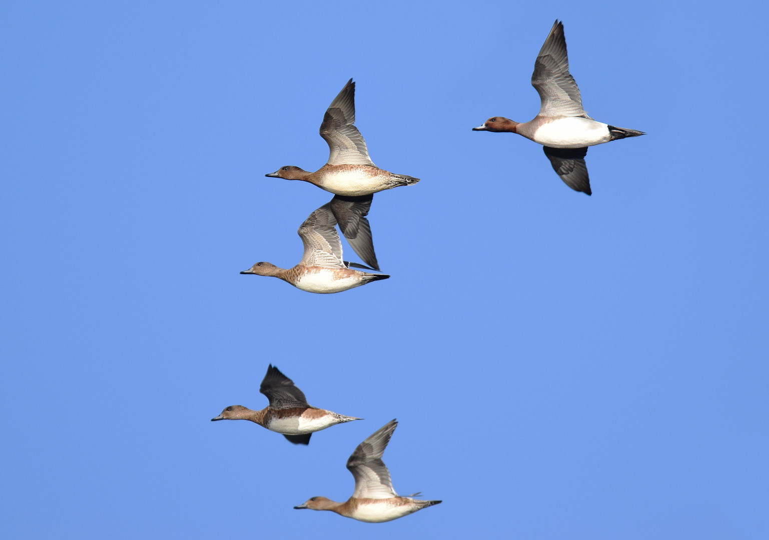 Im schnellen Überflug