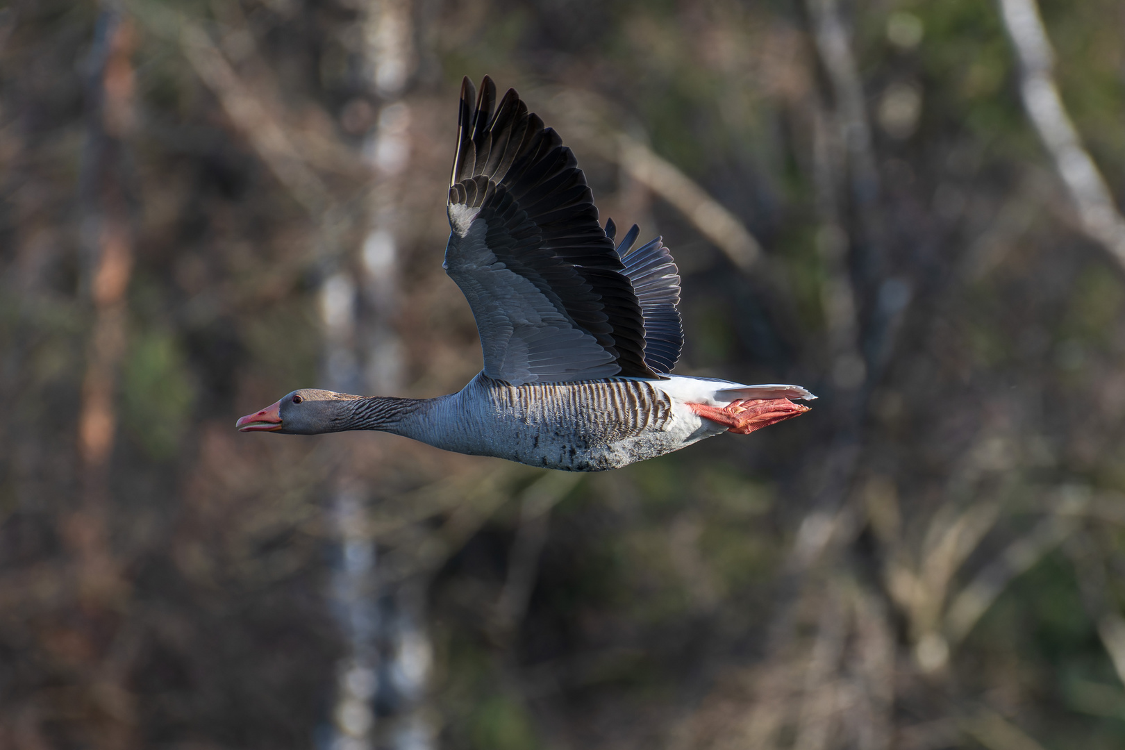 Im Schnellflug durch die Natur