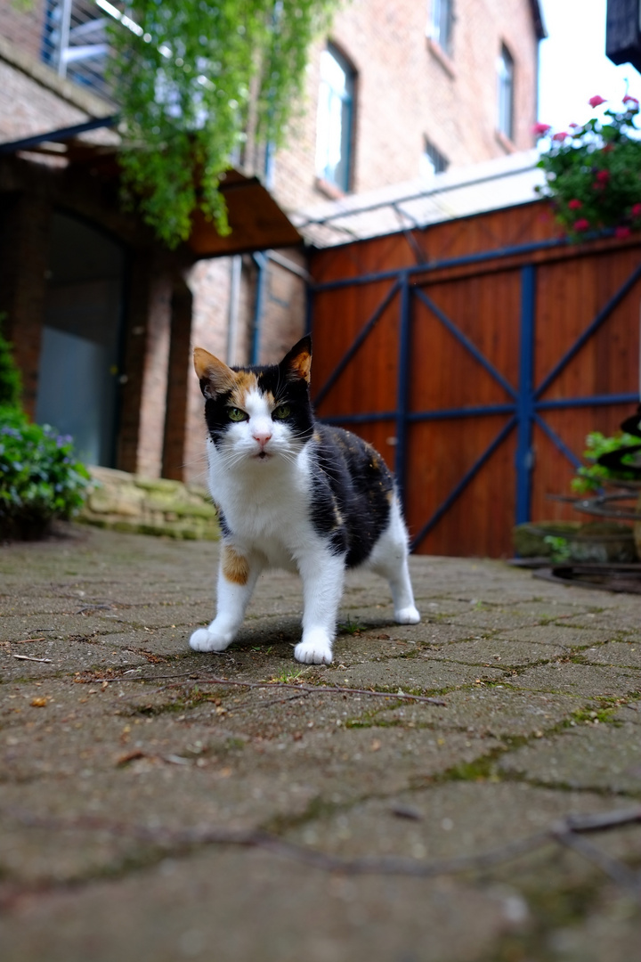 Im Schnurrviertel ist sie unterwegs