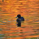 Im schönen Abendlicht schwimmen