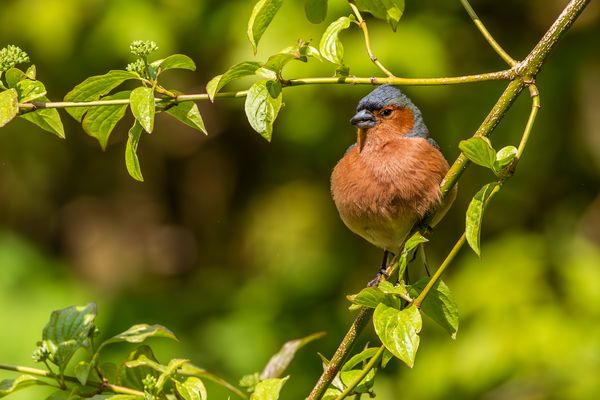 Im schönen Frühlingsgrün....