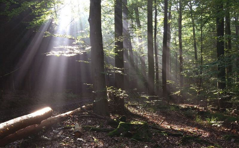 Im schönen Odenwald