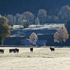 Im schönen Ostallgäu 2