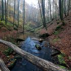 Im schönen Pfälzer Wald